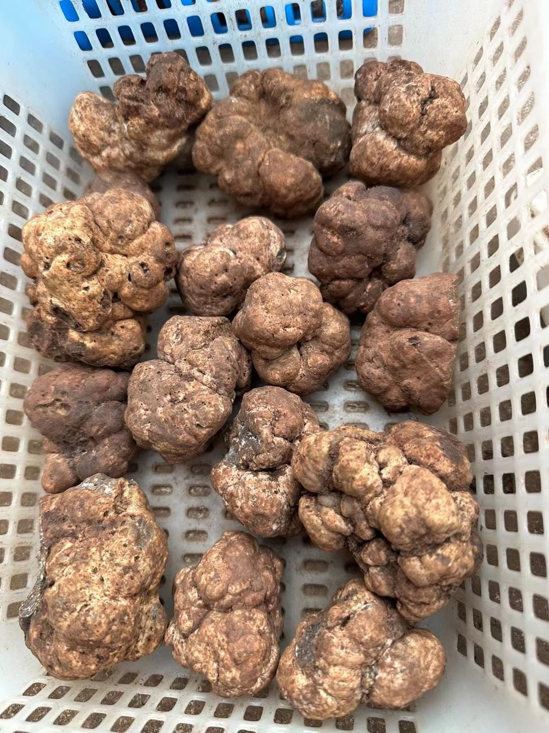 Fresh Winter White Truffles