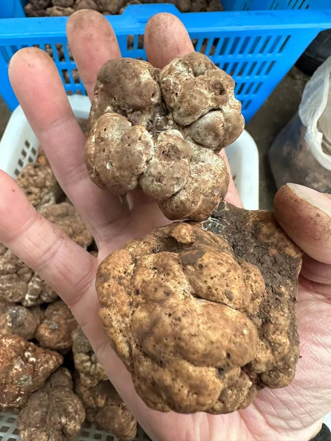 Fresh Winter White Truffles