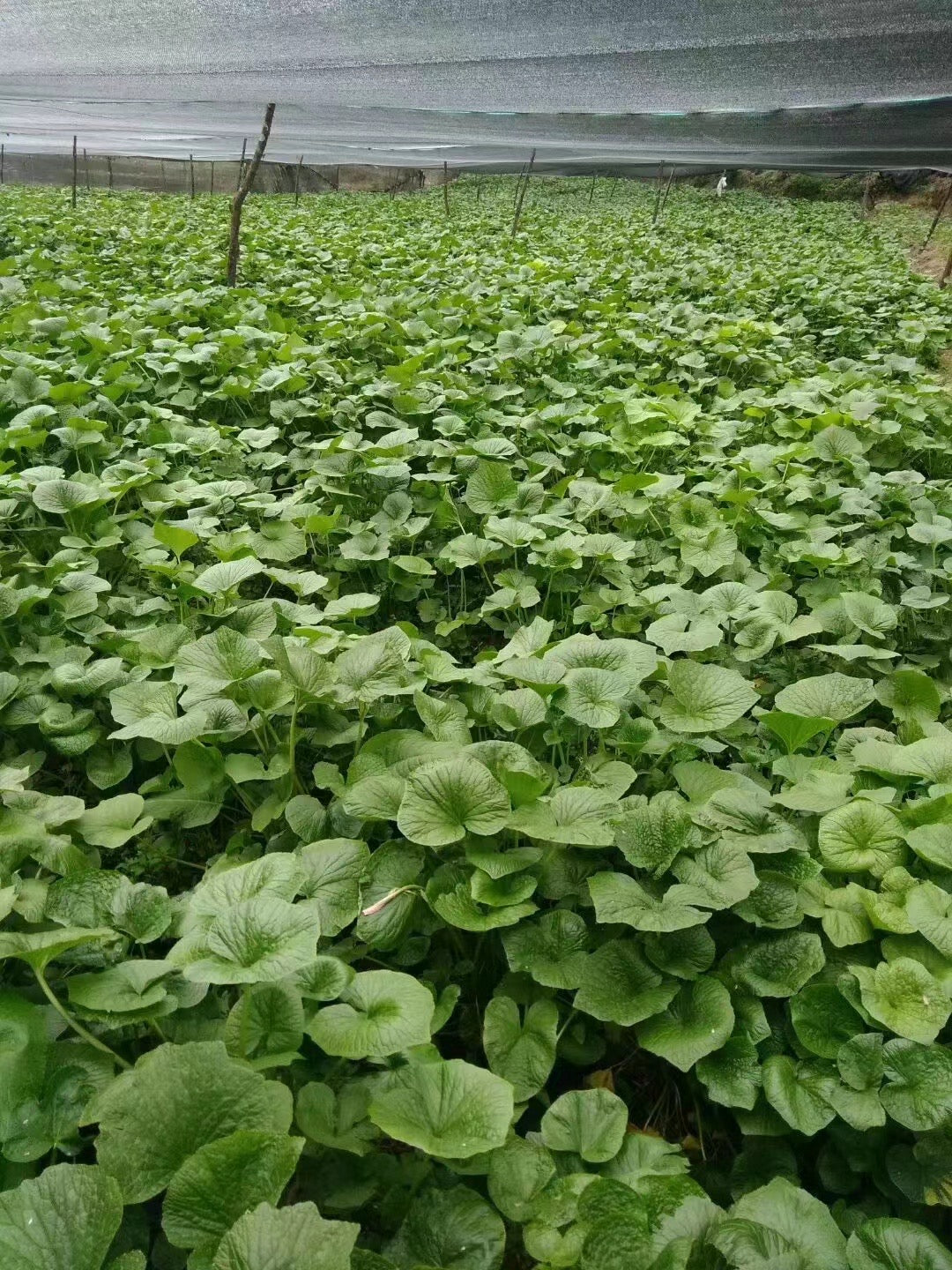 Wasabi Sauce