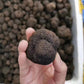 Fresh Winter Black Truffles