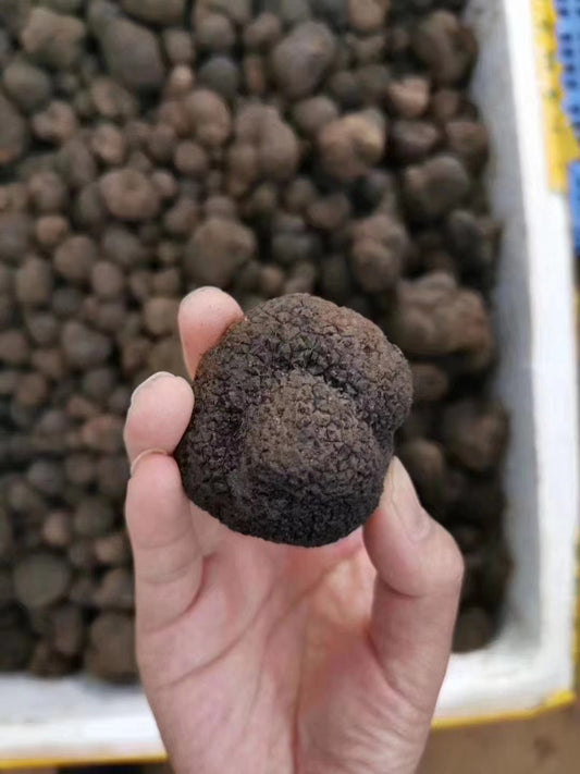 Fresh Winter Black Truffles