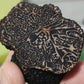 Fresh Winter Black Truffles