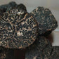 Fresh Winter Black Truffles