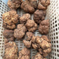 Fresh Winter White Truffles