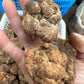 Fresh Winter White Truffles
