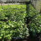 Wasabi Products