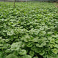 Wasabi Sauce